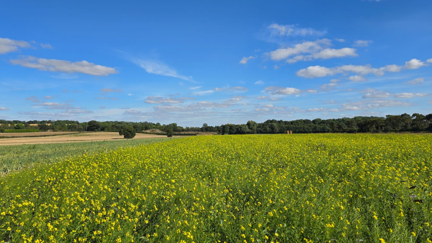 Embracing Sustainability: The Power of Biofumigant Mustard