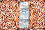 Banana Shallots - Baby Echalion (20-35mm)