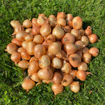Pickling Onions - Medium Size (25-45mm)