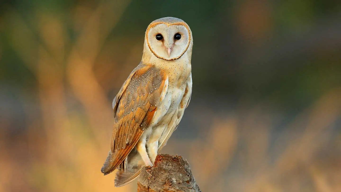 Commitment to Wildlife Conservation: Our 'Focus 4' Species
