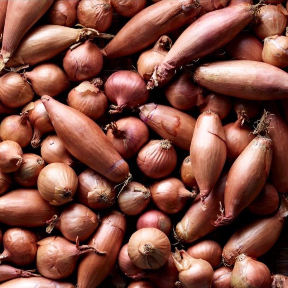 Banana Shallots - Baby Echalion (20-35mm)