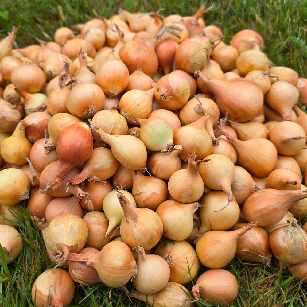 Pickling Onions - Baby Size (20-35mm)