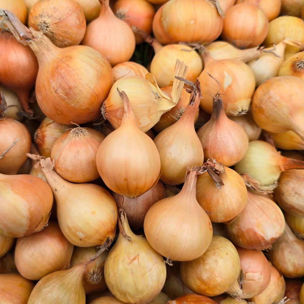 Pickling Onions - Baby Size (20-35mm)