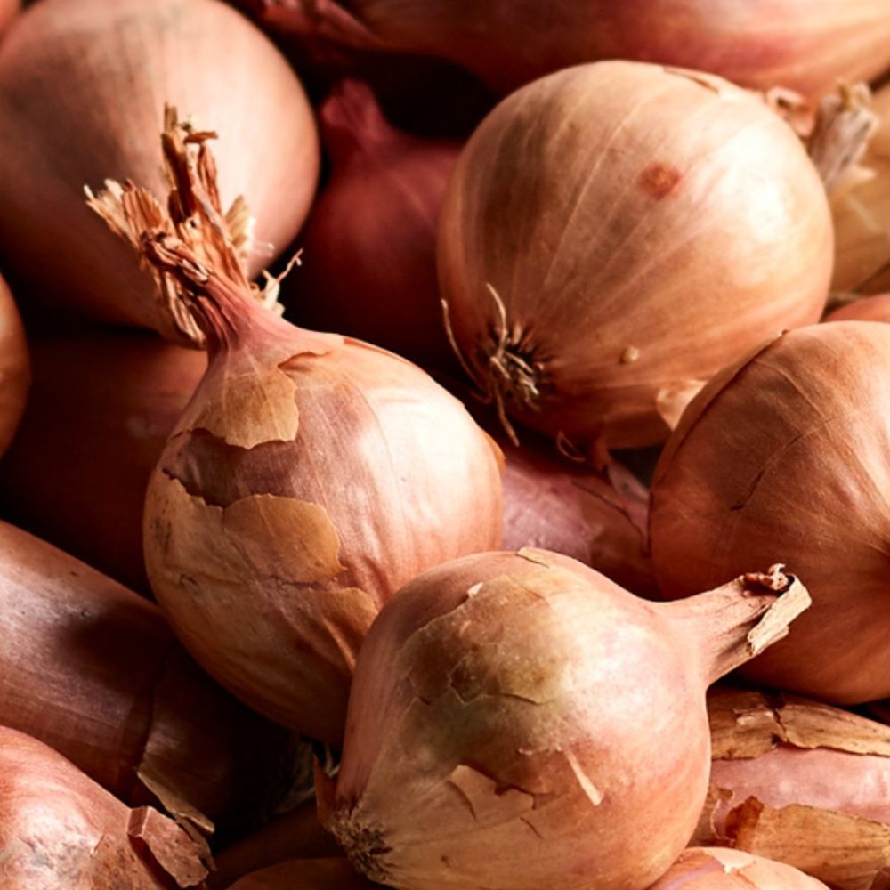 Round Pickling Shallots - Large (45mm+)
