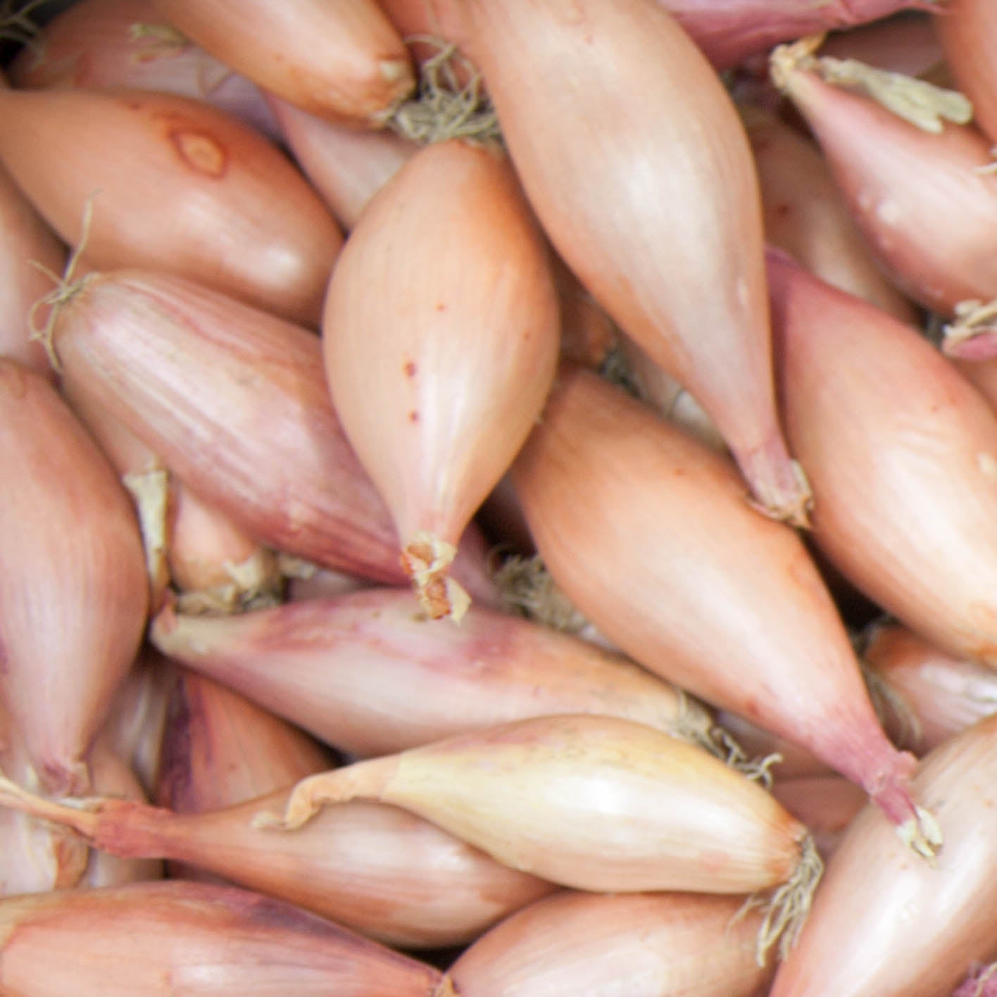 Banana Shallots - Medium (25-45mm)