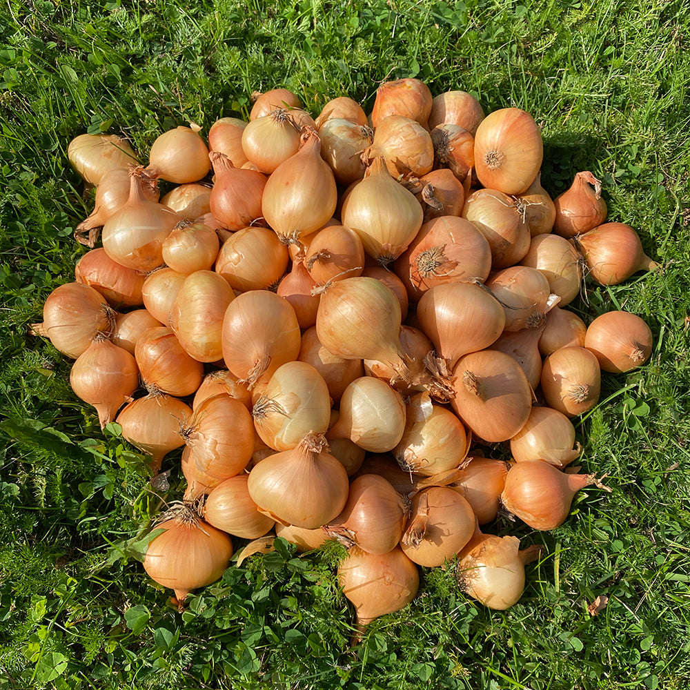 Pickling Onions - Medium Size (25-45mm)