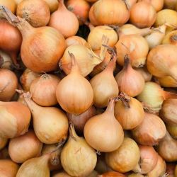 Pickling onions small baby size closeup