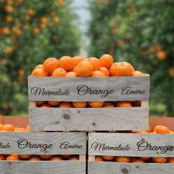 Seville Oranges (Organic)